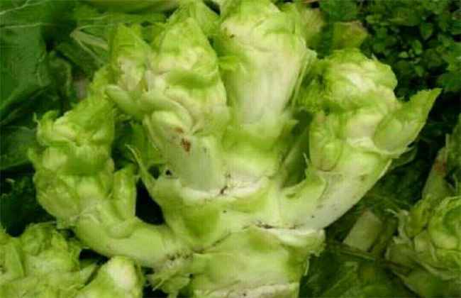儿菜 种植 技术