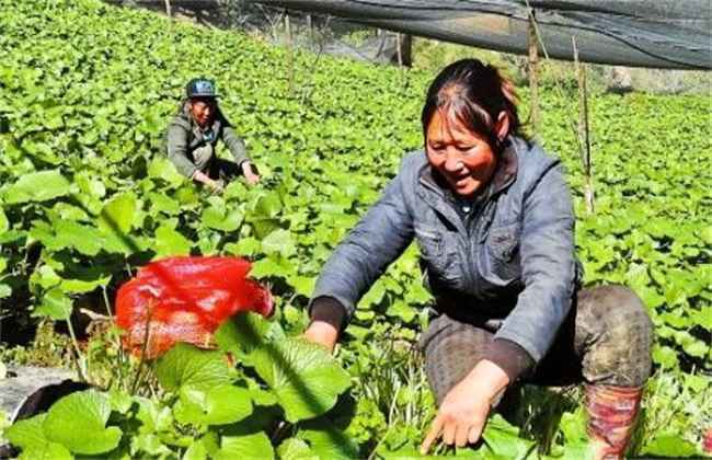 山葵种植注意事项