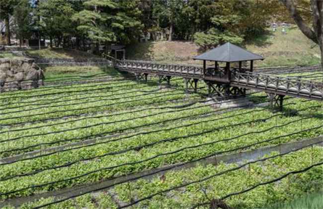 山葵种植注意事项