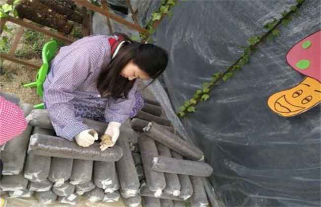 香菇