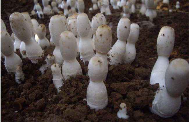 食用菌 追肥 注意事项