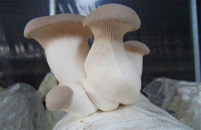杏鲍菇 出菇期 管理要点