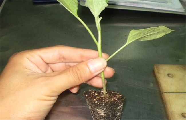 茄子 嫁接 技术