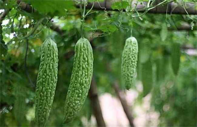 苦瓜 冬季管理 技术要点