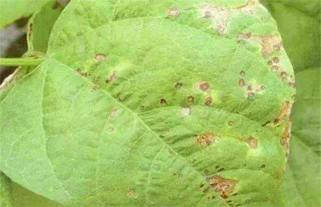 芸豆的病虫害防治方法