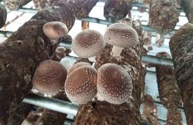 香菇 出菇后 如何管理