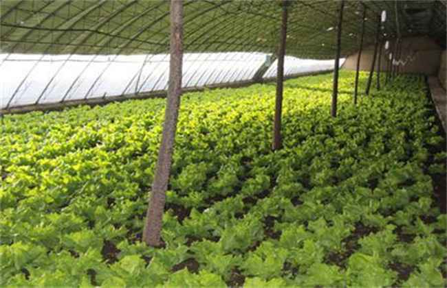 生菜抽薹的原因及防治方法