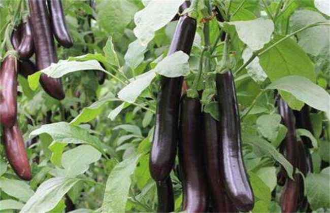 茄子 施肥 注意事项