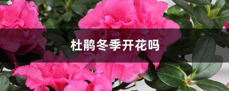 杜鹃冬季开花吗，冬季适合多少度