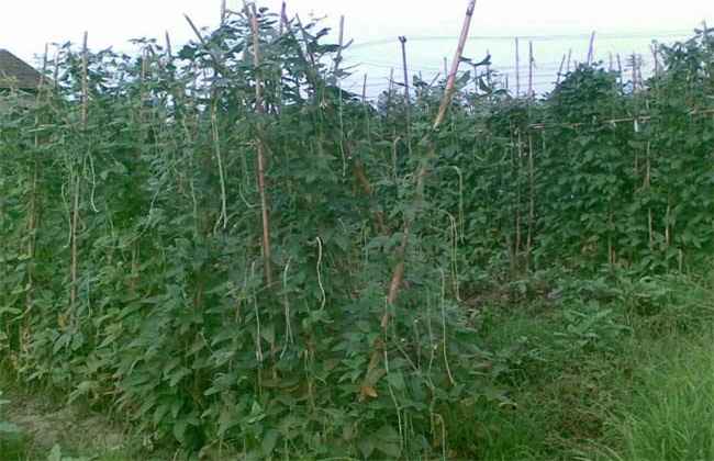 豆角落花落荚怎么办