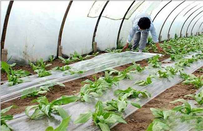 冬季大棚蔬菜施肥注意事项