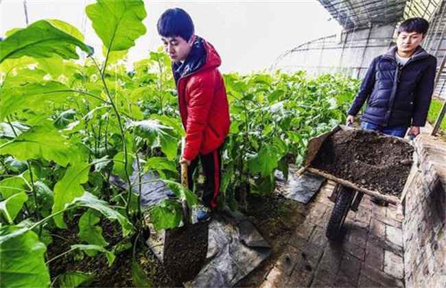 冬季大棚蔬菜施肥注意事项