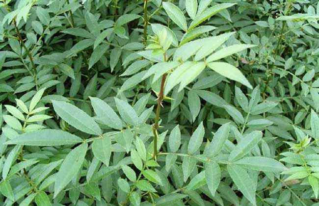 花椒树苗的价格和种类及其种植技术