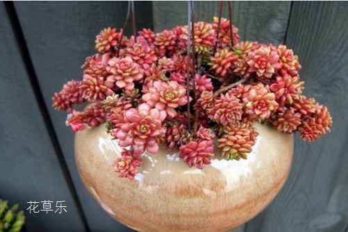 小玉开完花会死吗?最好咔嚓一刀